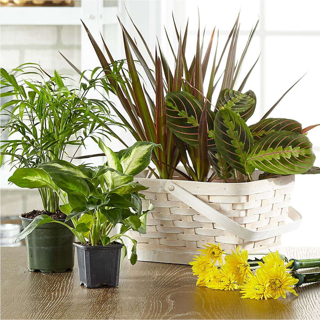 Florist Designed Blooming and Green Plants in a Basket – Flowers By Us, Grand Forks ND
