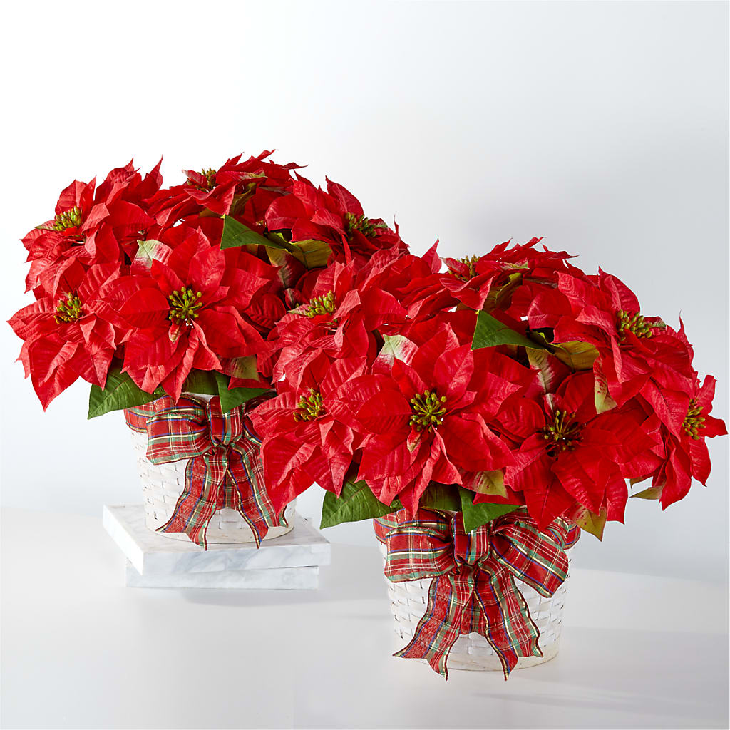 Happiest Holidays Poinsettia Bundle – Flowers By Us, Grand Forks ND