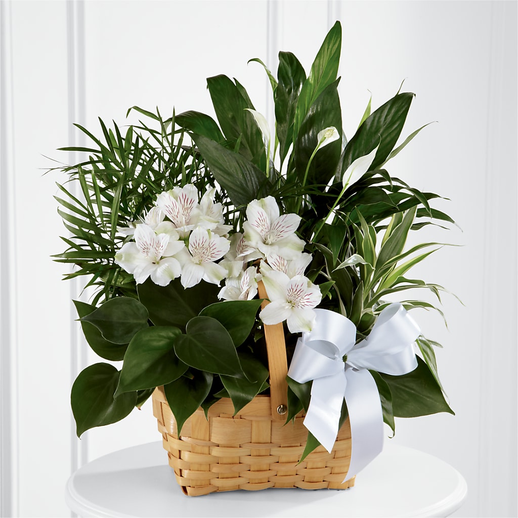 Peace & Serenity Dishgarden – Flowers By Us, Grand Forks ND