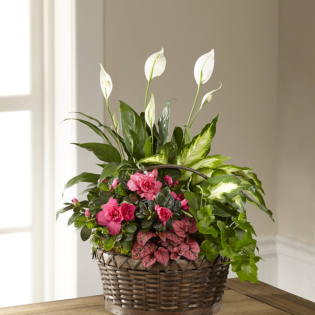 Dream in Pink Dishgarden – Flowers By Us, Grand Forks ND