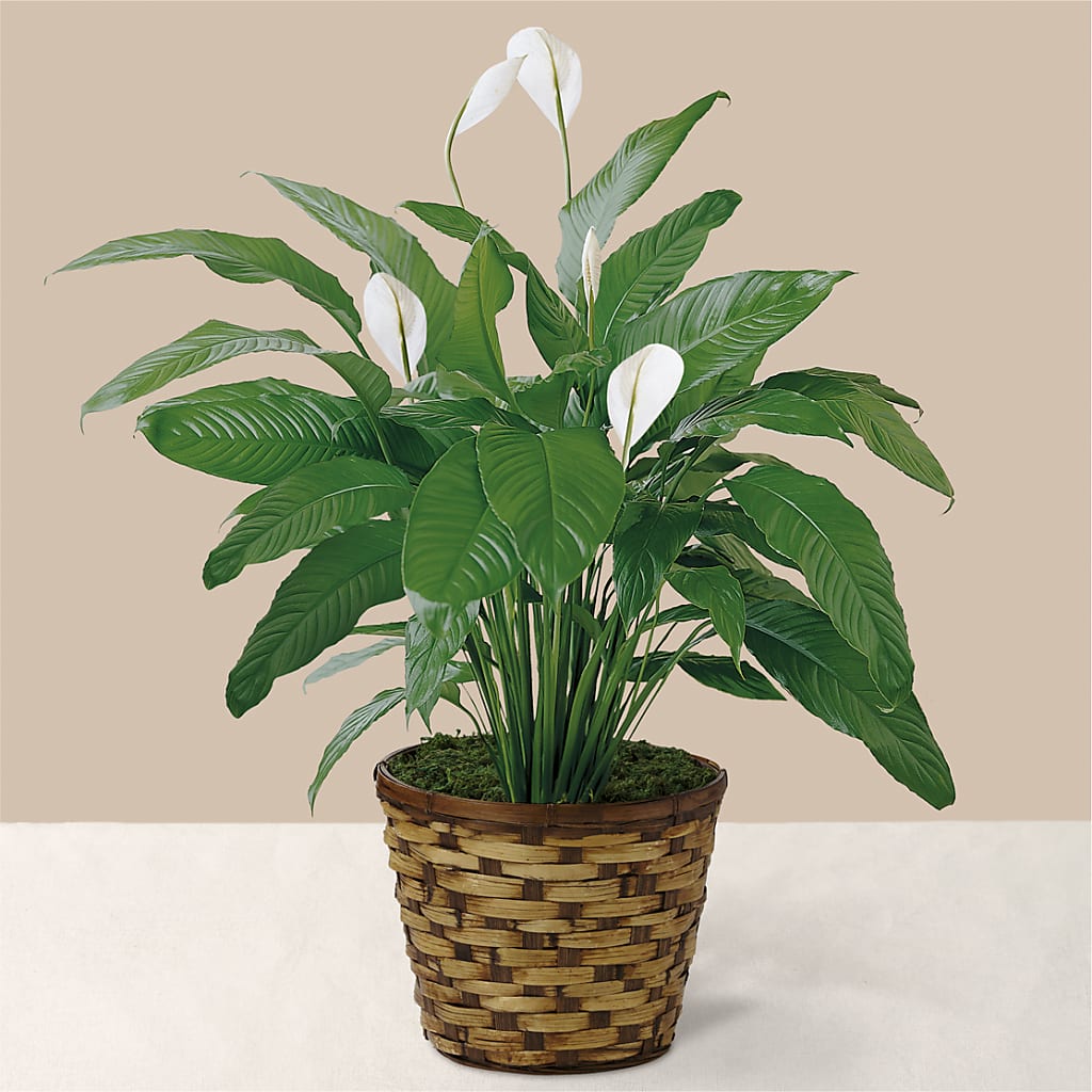 Tranquil Moments Peace Lily Plant – Flowers By Us, Grand Forks ND