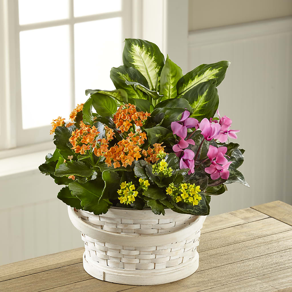 Color Crush Dishgarden – Flowers By Us, Grand Forks ND