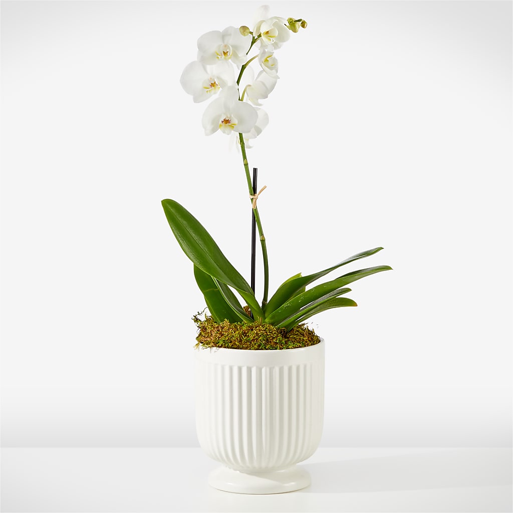 Whispering White Orchid – Flowers By Us, Grand Forks ND