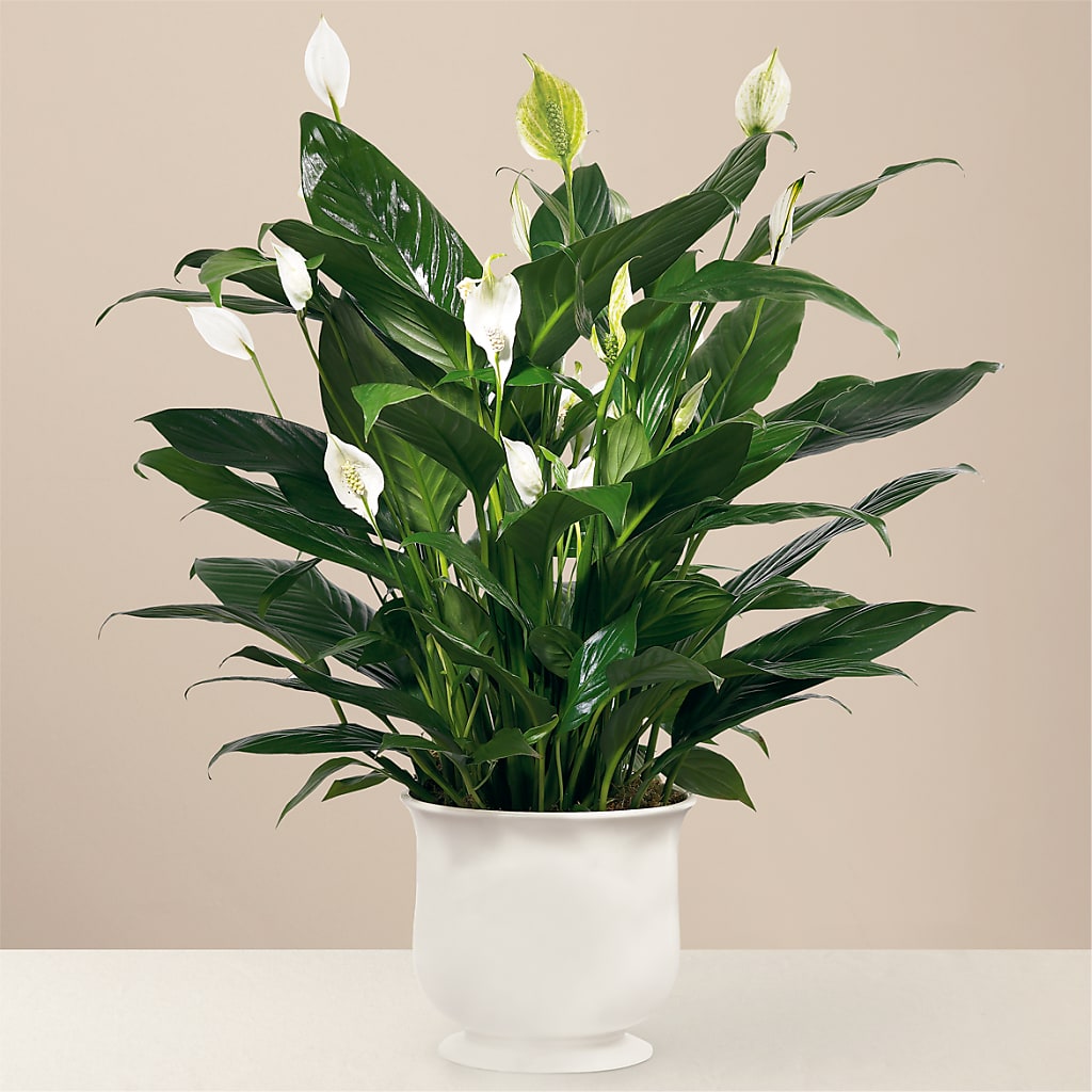 Comfort Planter – Flowers By Us, Grand Forks ND