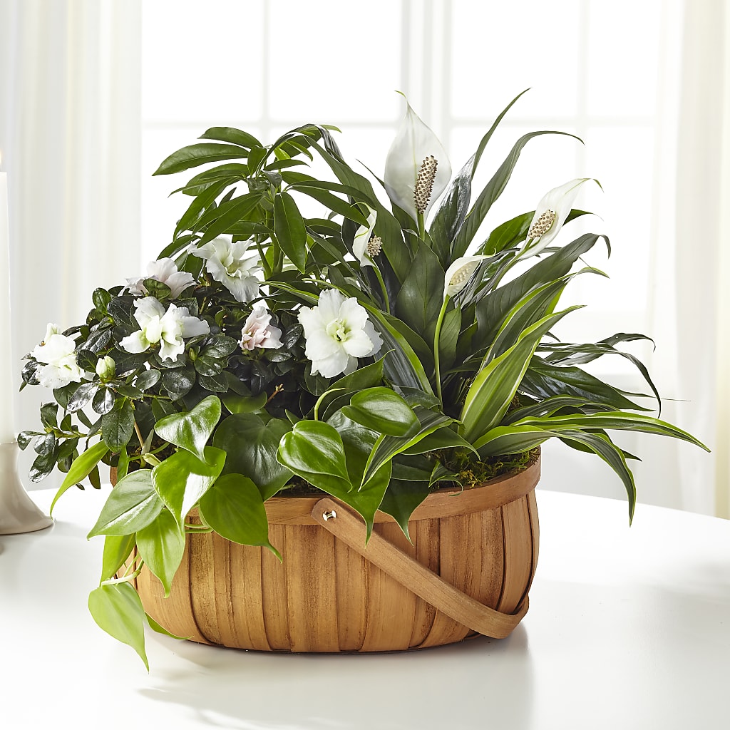 Serene Dishgarden – Flowers By Us, Grand Forks ND