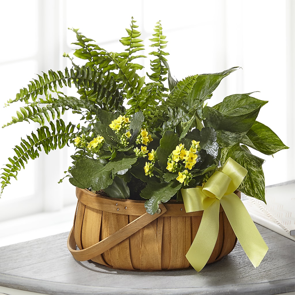 Always Dear Dishgarden – Flowers By Us, Grand Forks ND