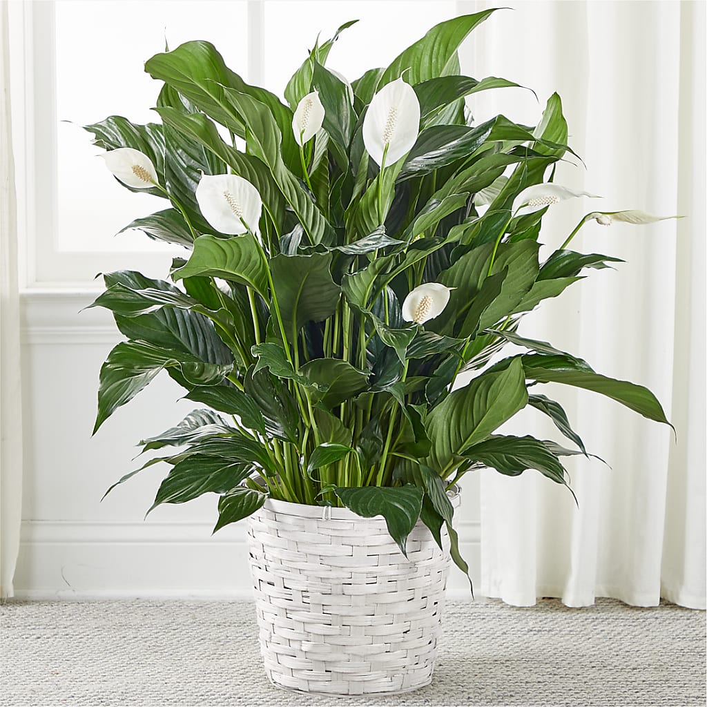 A New Leaf Peace Lily – Flowers By Us, Grand Forks ND