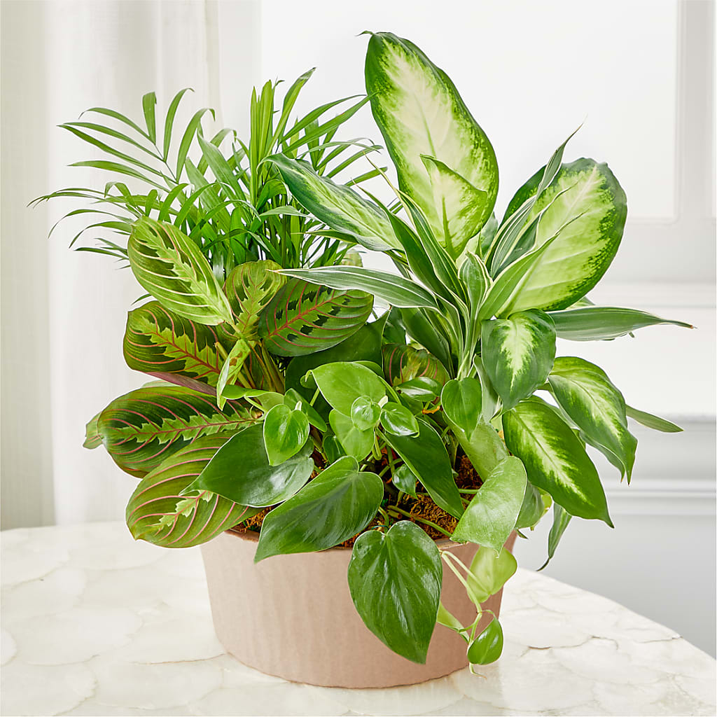 Balance & Harmony Dishgarden – Flowers By Us, Grand Forks ND