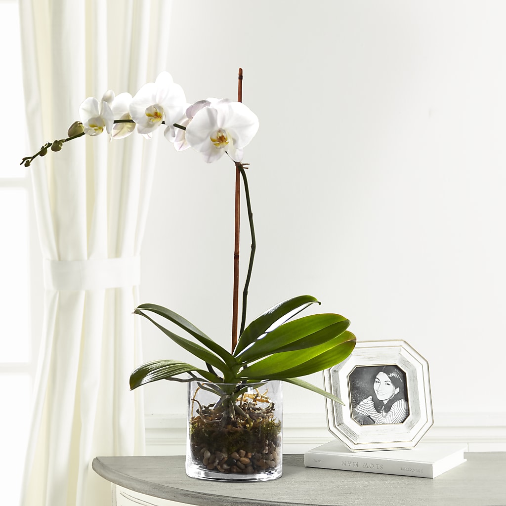 White Orchid Planter – Flowers By Us, Grand Forks ND