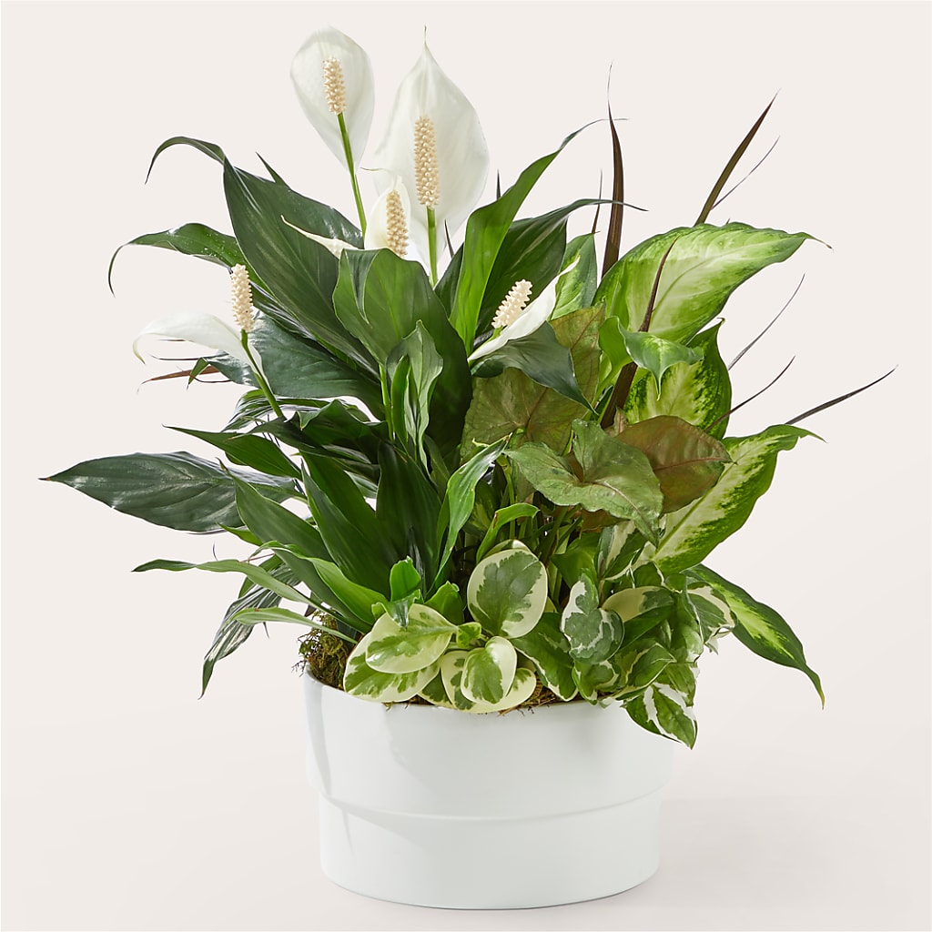 Radiating Positivity Dishgarden – Flowers By Us, Grand Forks ND