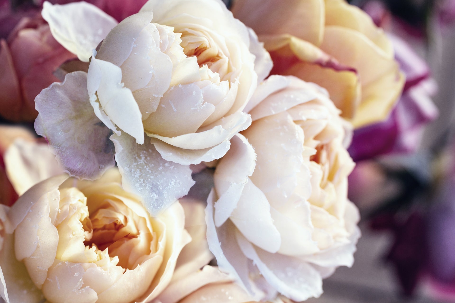 Winter flowers in Grand Forks, ND | Flowers By Us – Local Flower Delivery