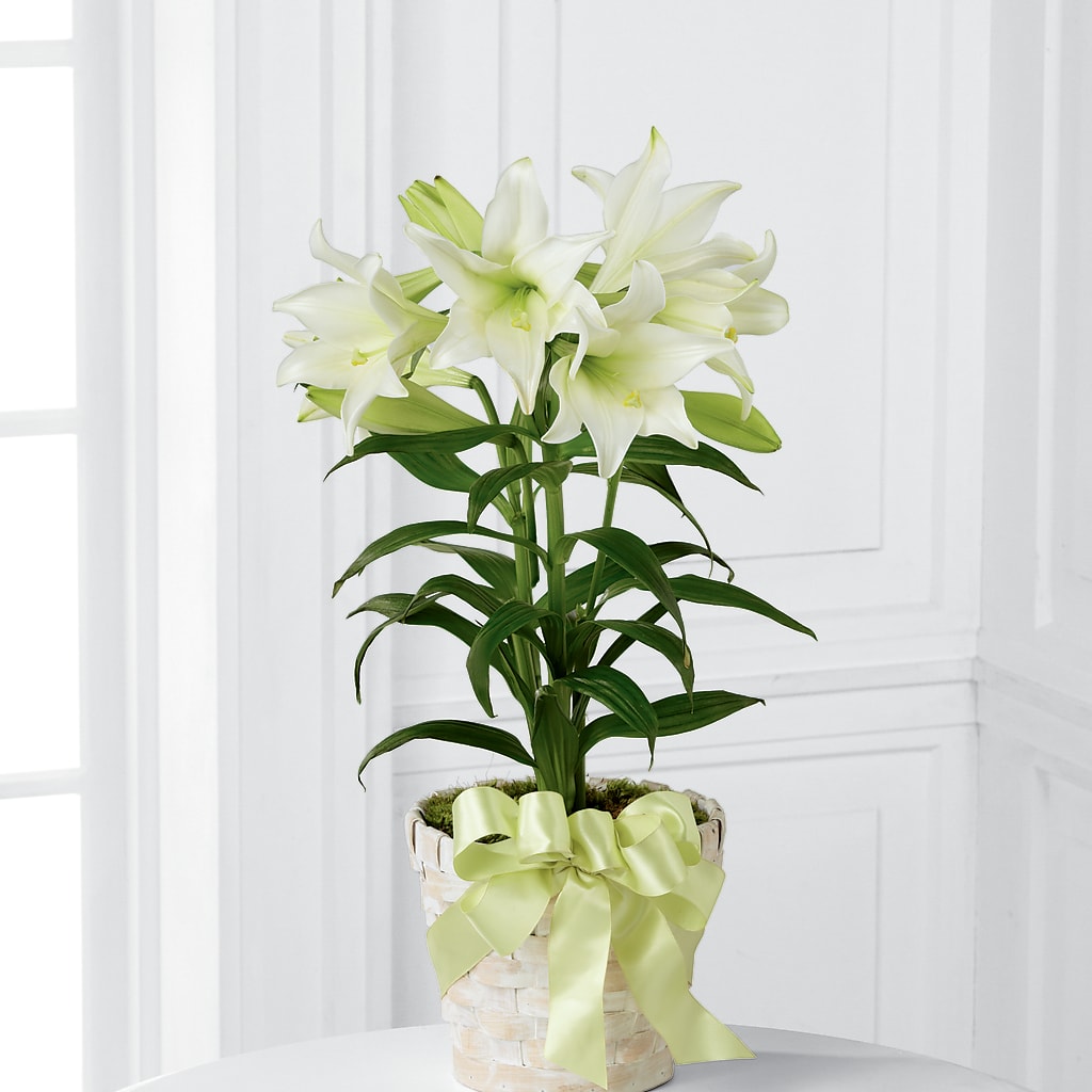 Easter Lily Plant –  Flowers By Us, Grand Forks ND
