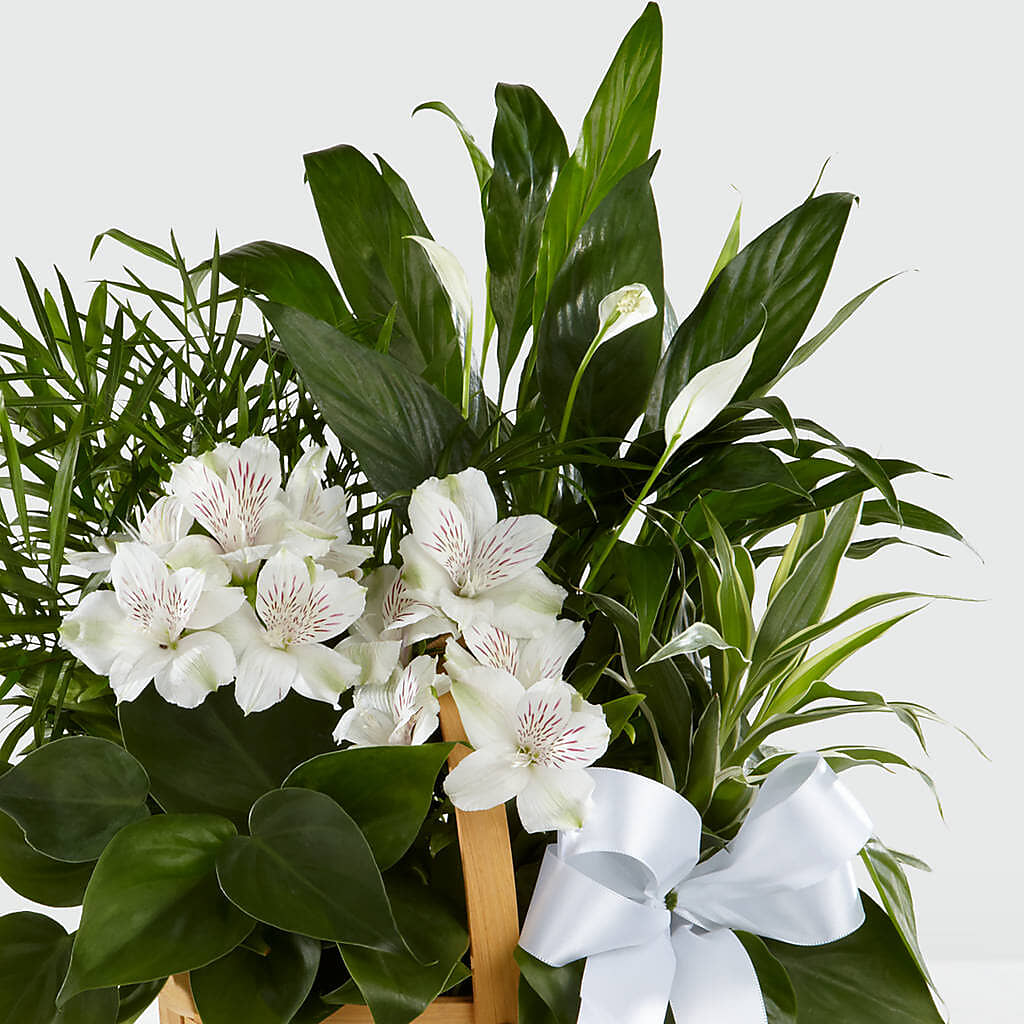 Peace & Serenity Dishgarden –  Flowers By Us, Grand Forks ND