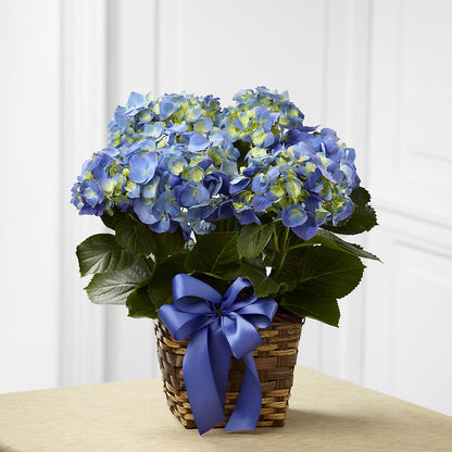 Blue Hydrangea Planter –  Flowers By Us, Grand Forks ND