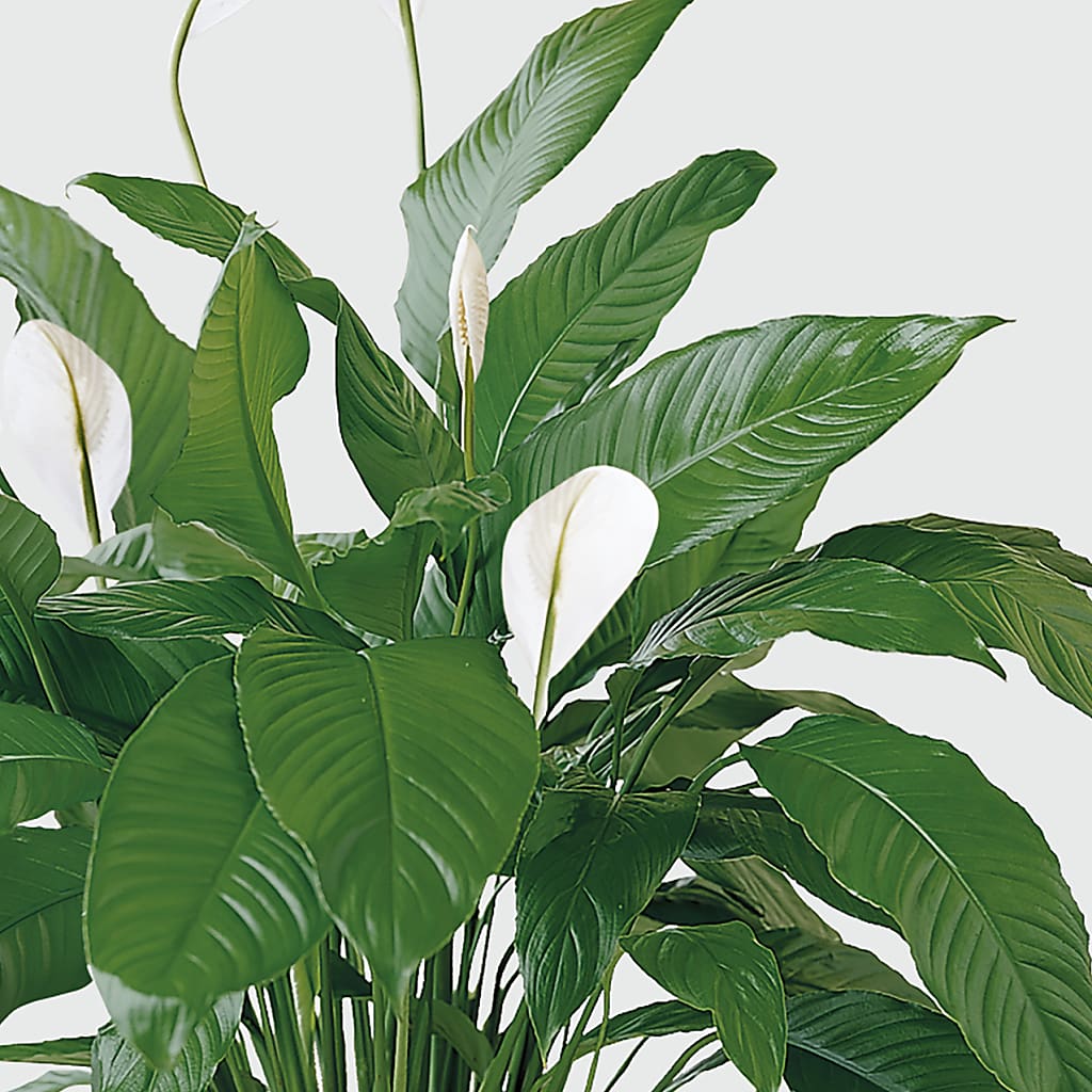 Tranquil Moments Peace Lily Plant –  Flowers By Us, Grand Forks ND