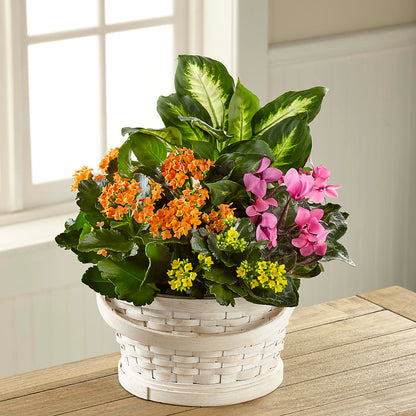 Color Crush Dishgarden –  Flowers By Us, Grand Forks ND