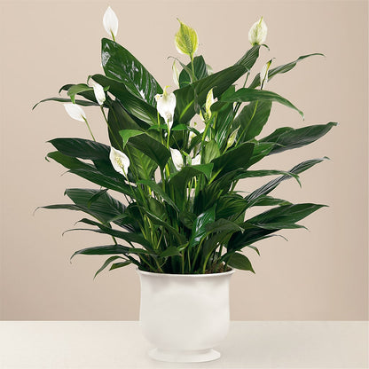 Comfort Planter –  Flowers By Us, Grand Forks ND
