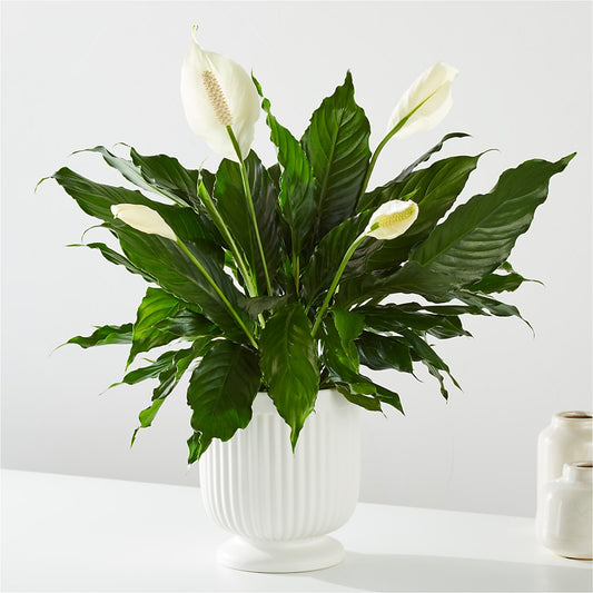 Comfort Planter –  Flowers By Us, Grand Forks ND