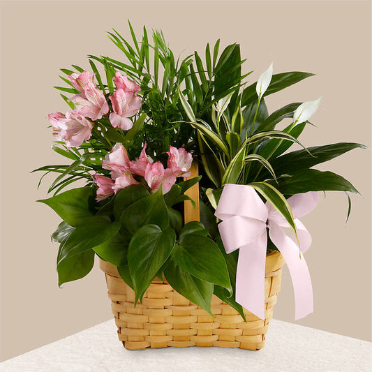 Living Spirit Dishgarden –  Flowers By Us, Grand Forks ND