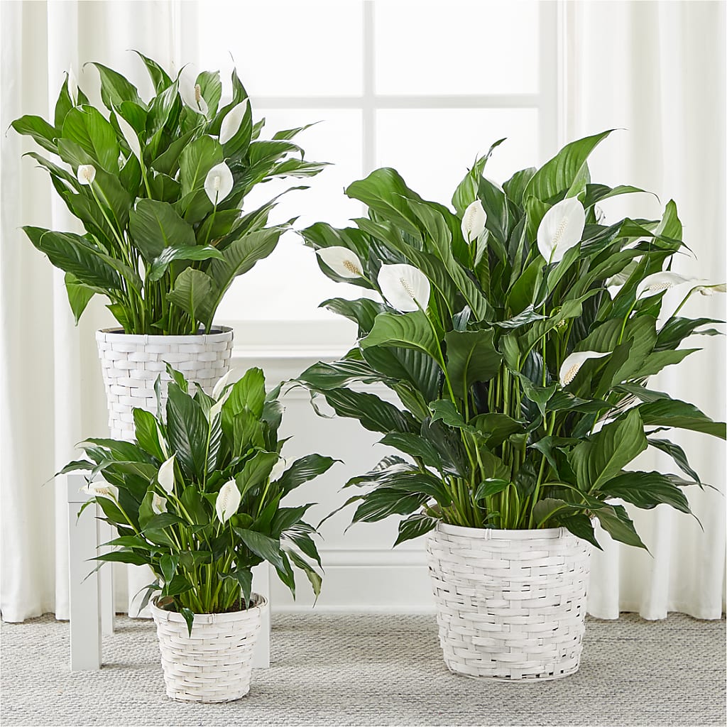 A New Leaf Peace Lily –  Flowers By Us, Grand Forks ND