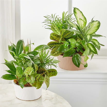 Balance & Harmony Dishgarden –  Flowers By Us, Grand Forks ND