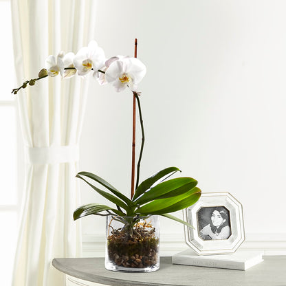 White Orchid Planter –  Flowers By Us, Grand Forks ND
