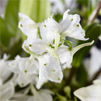 Classic Ivory – A Florist Original –  Flowers By Us, Grand Forks ND